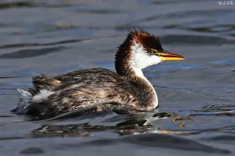 Titicaca Grebe