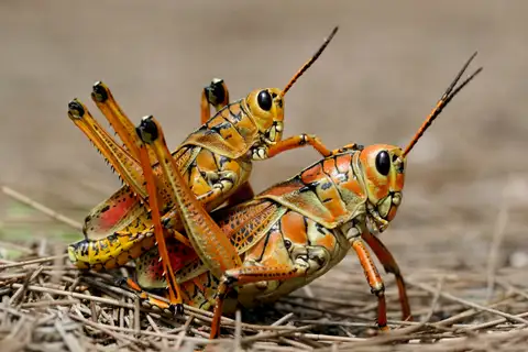 Eastern Lubber Grasshopper