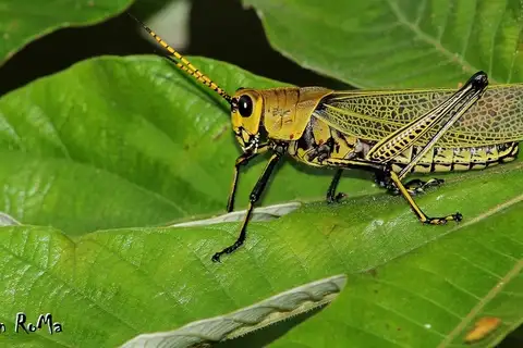 Romalea picticornis