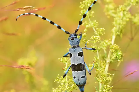 Alpine longhorn Rosalia