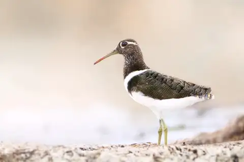 Australian Painted-snipe