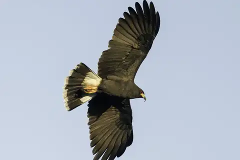 Snail Kite