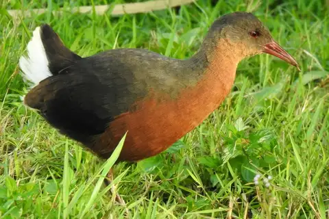 Rouget's Rail