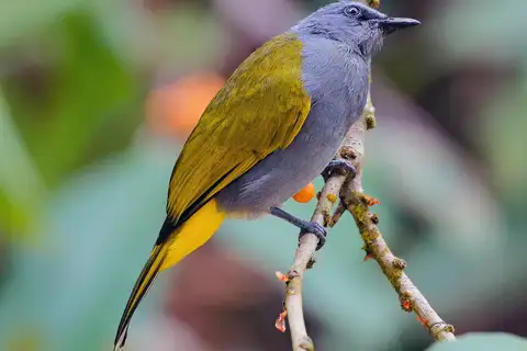 Grey-bellied Bulbul