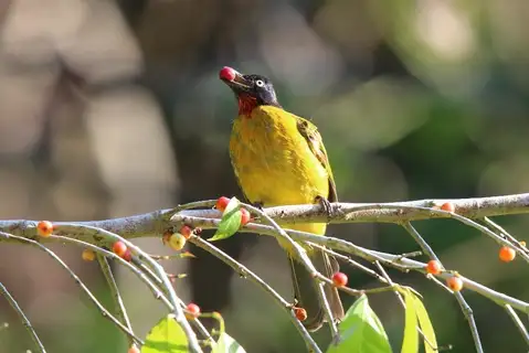 Ruby-throated Bulbul