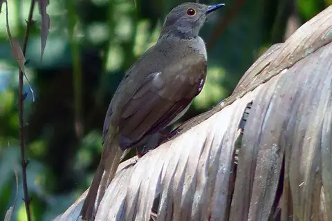 Spectacled Bulbul