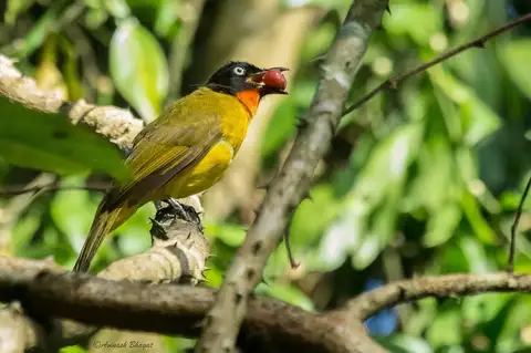 Flame-throated Bulbul