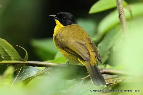 Black-capped Bulbul