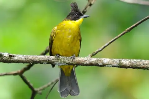 Bornean Bulbul