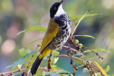 Scaly-breasted Bulbul