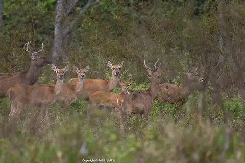 Eld's Deer