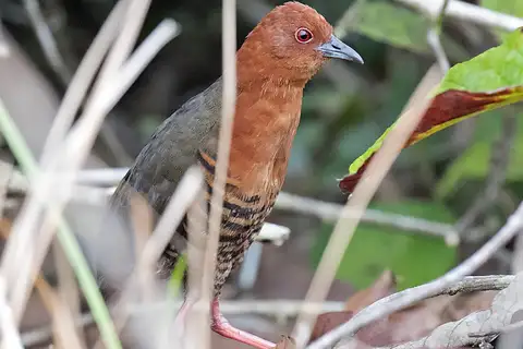 Black-banded Crake