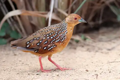 Ocellated Crake