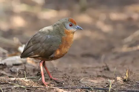 Russet-crowned Crake