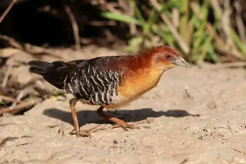 Rufous-faced Crake