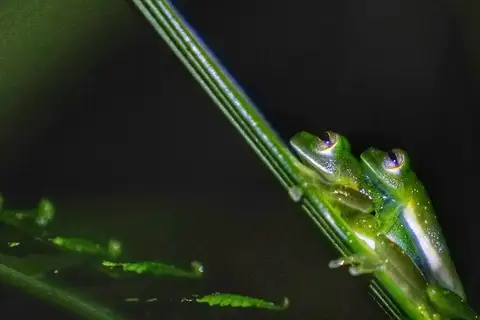 Yellow-spotted Glassfrog