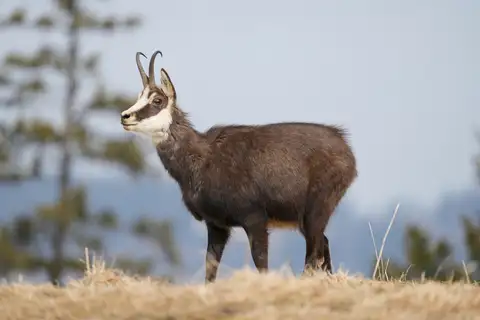 Northern Chamois