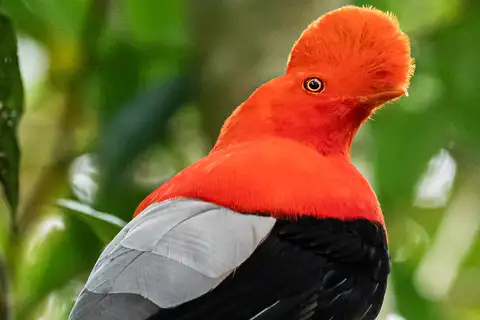Andean Cock-of-the-rock