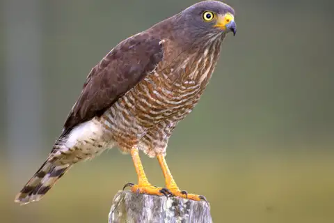Roadside Hawk
