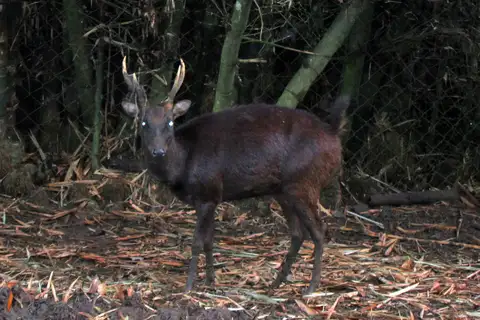 Philippine Brown Deer