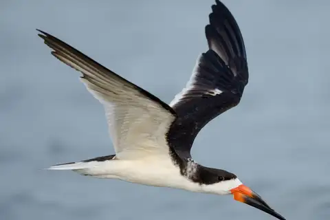 Black Skimmer