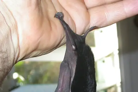 Yellow-bellied Pouched Bat