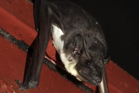 Bare-rumped Pouched Bat