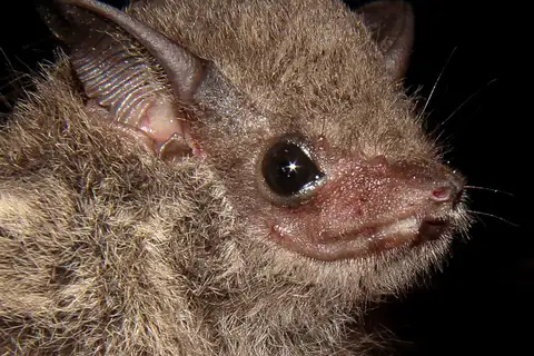 Frosted Sac-winged Bat