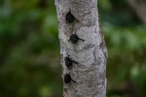 Amazonian Sac-winged Bat