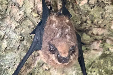 Lesser Sac-winged Bat