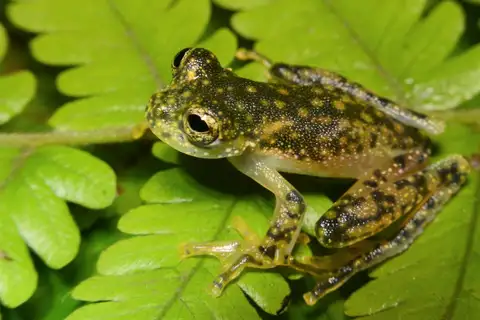 Yellow-flecked Glassfrog