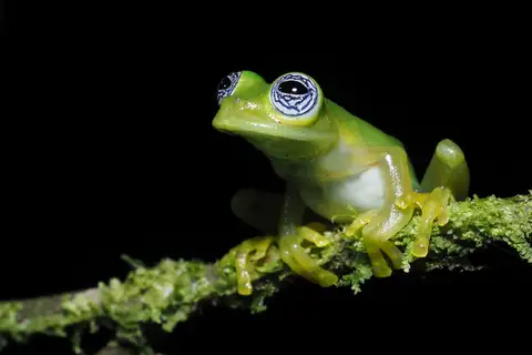 Ghost Glass Frog