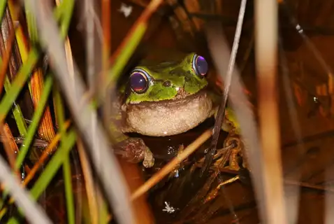 Tasmanian Tree Frog