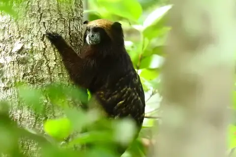 Saddleback Tamarin