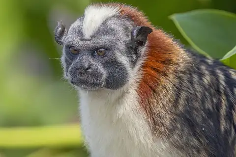 Geoffroy’s Tamarin