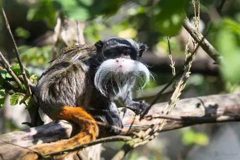 Black-chinned Emperor Tamarin
