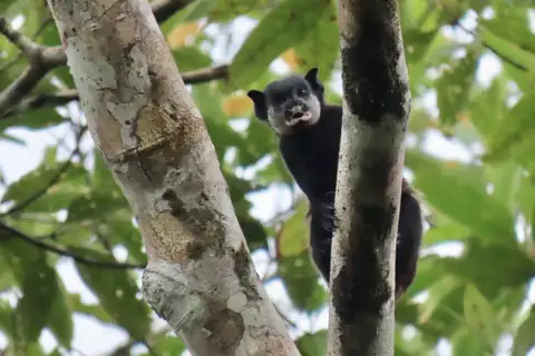Mottled-face Tamarin