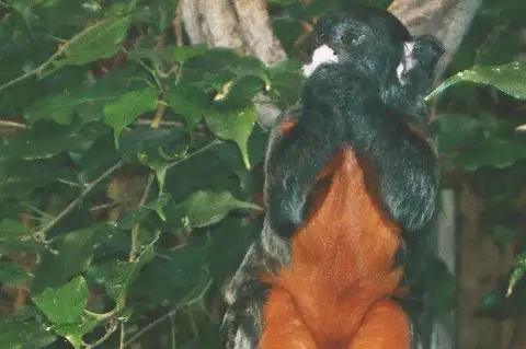 Red-chested Mustached Tamarin