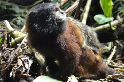 Red-mantle Saddle-back Tamarin