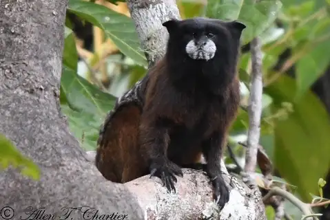 Andean Saddle-back Tamarin