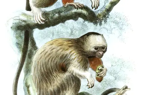 Silvery-brown Tamarin