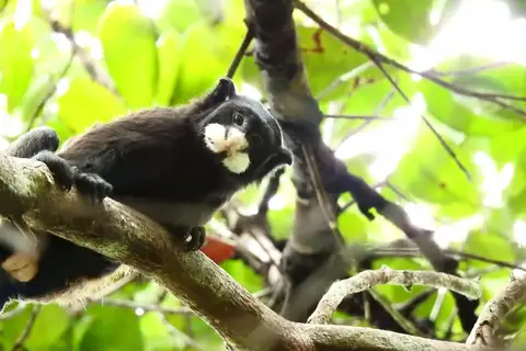 Spix's Mustached Tamarin