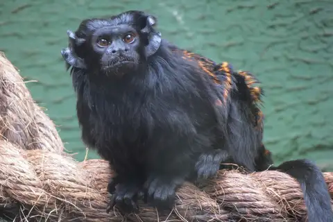 Western Black-handed Tamarin