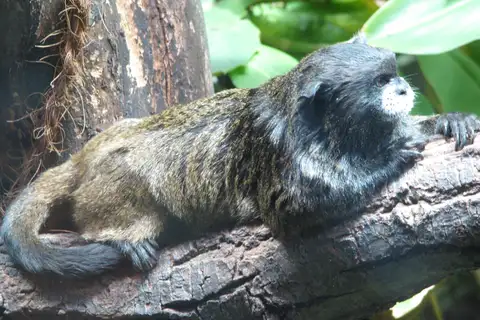 Black-mantled Tamarin