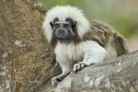 Cotton-headed Tamarin
