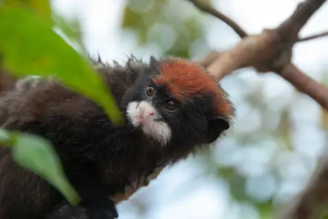 Red-cap Mustached Tamarin