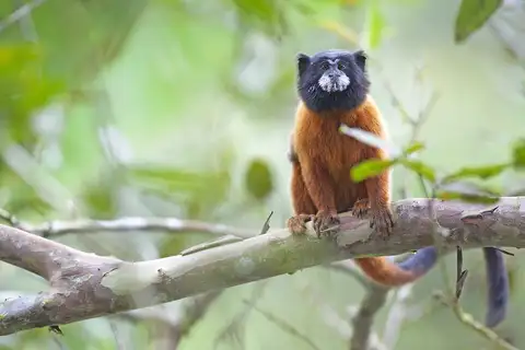 Golden-mantle Saddleback Tamarin
