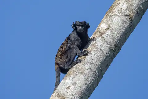 Eastern Black-handed Tamarin