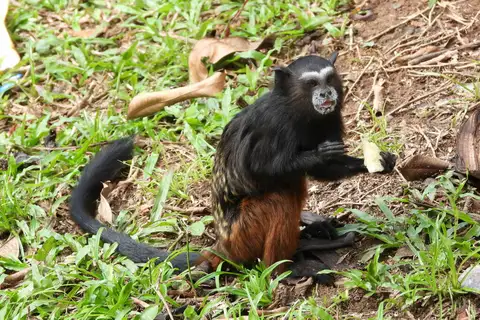 White-mantled Tamarin