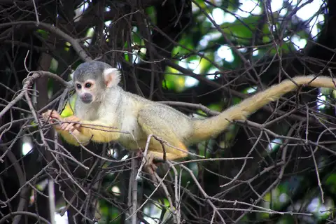 Black-capped Squirrel Monkey